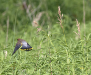 Cedar Waxwing 9346